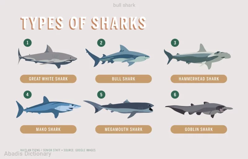 bull shark